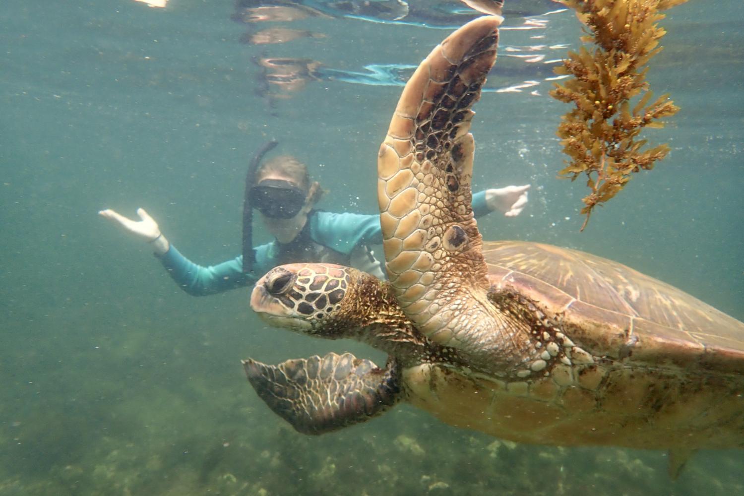一名<a href='http://kdk.hwanfei.com'>全球十大赌钱排行app</a>学生在Galápagos群岛游学途中与一只巨龟游泳.
